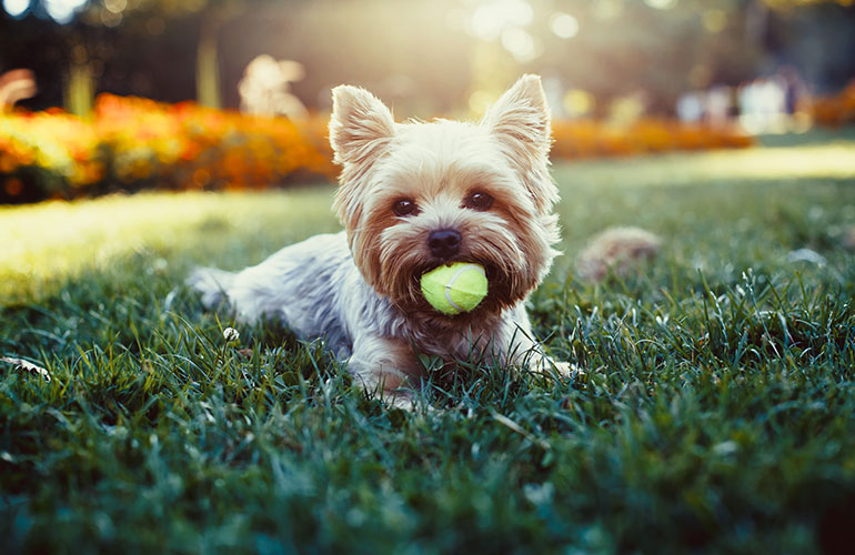 Yorkshire terrier