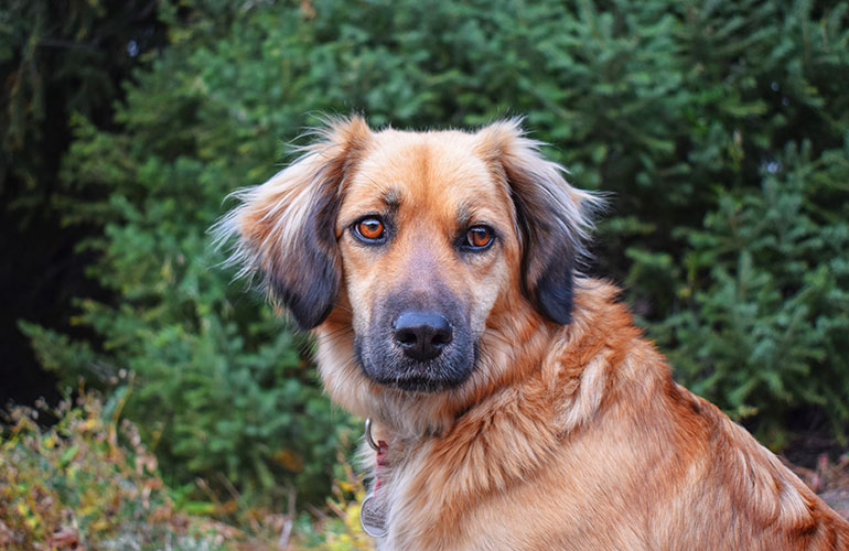 what does it mean when dogs sigh