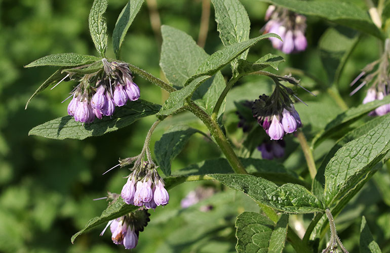 Comfrey for back pain