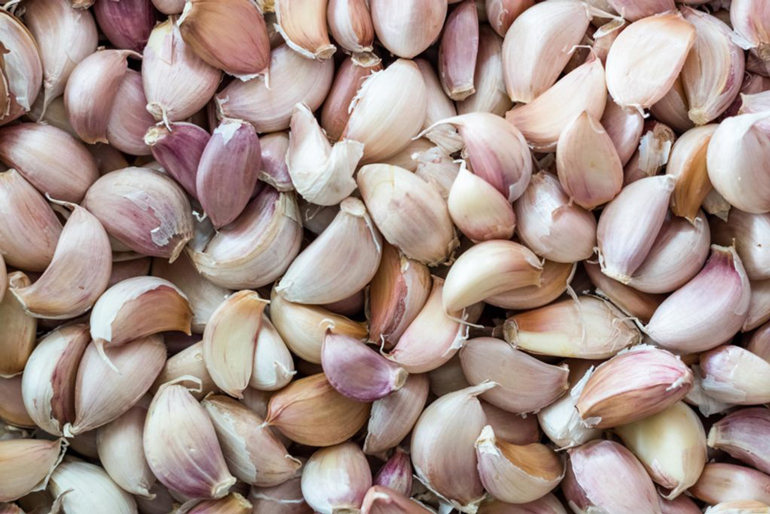 Garlic