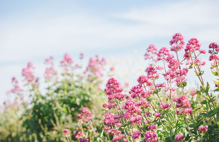 Valerian for insomnia