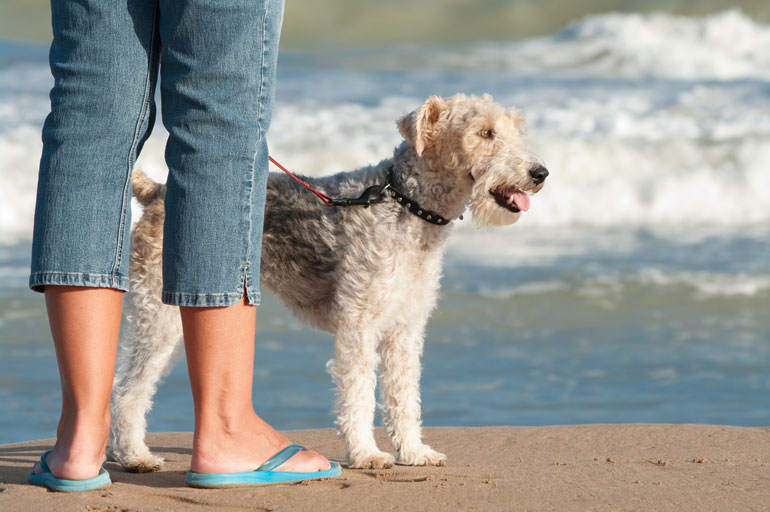 Walk your dog