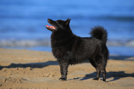 A dog like no other