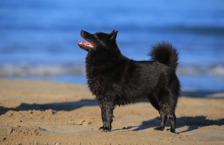 A dog like no other