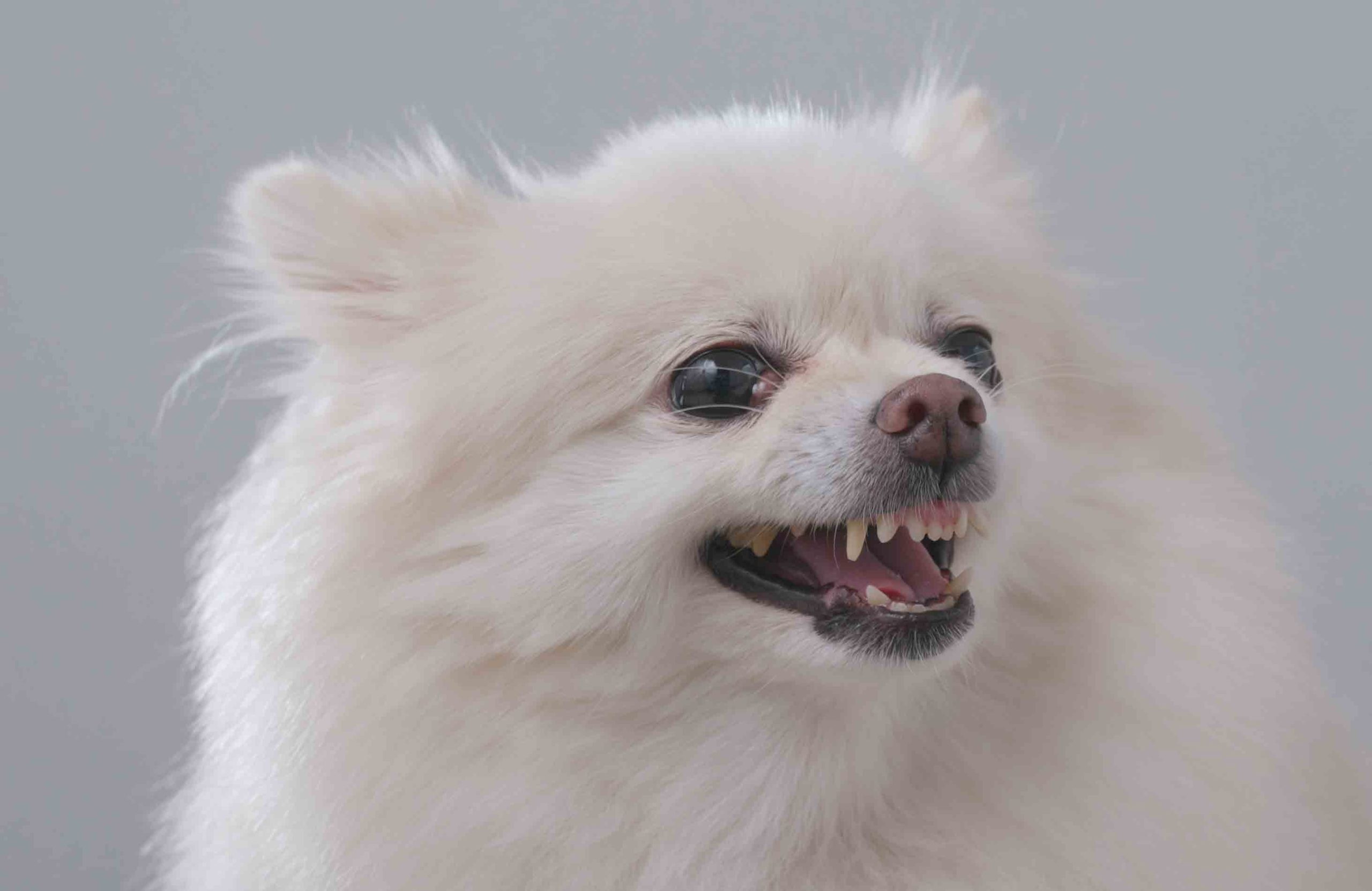 Your dog is becoming more aggressive