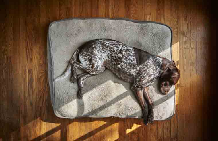 Dog dementia is more common than owners realise