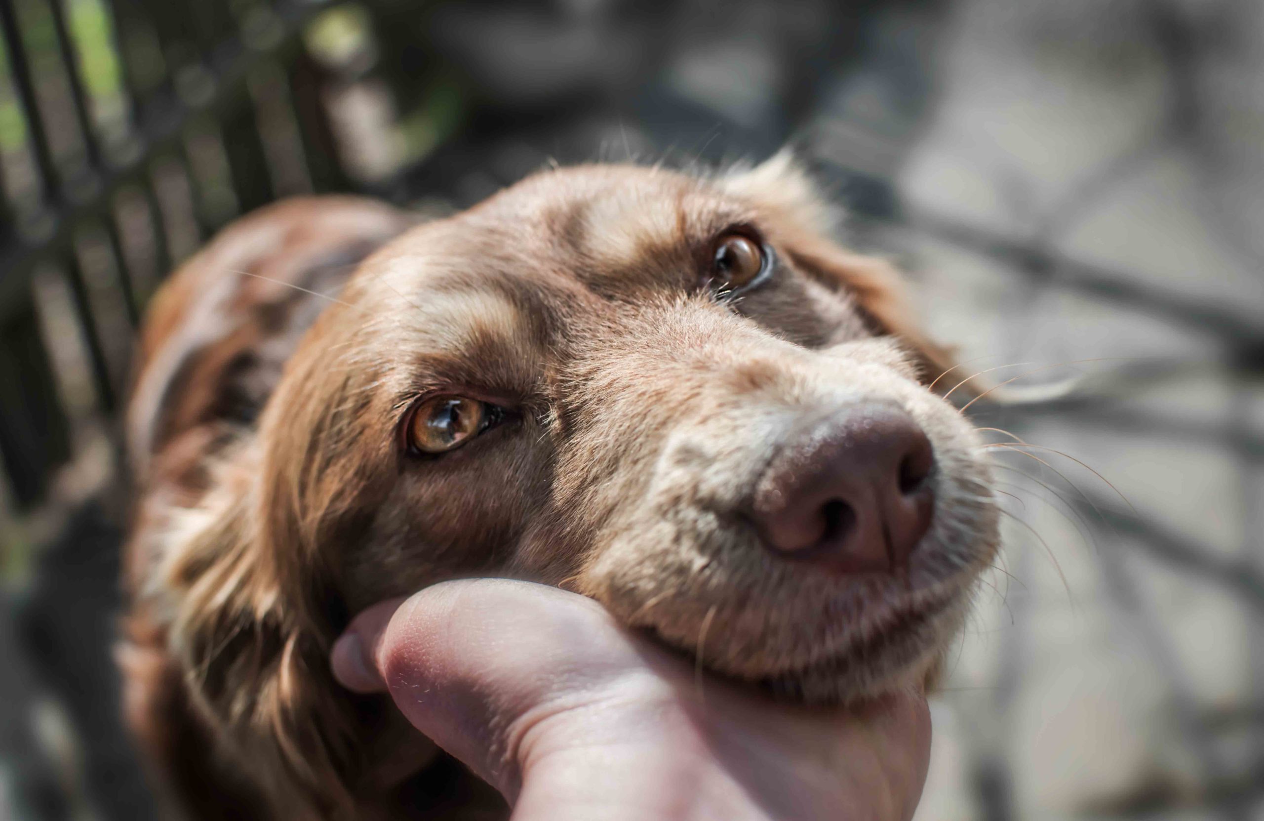 Your dog wanders at night