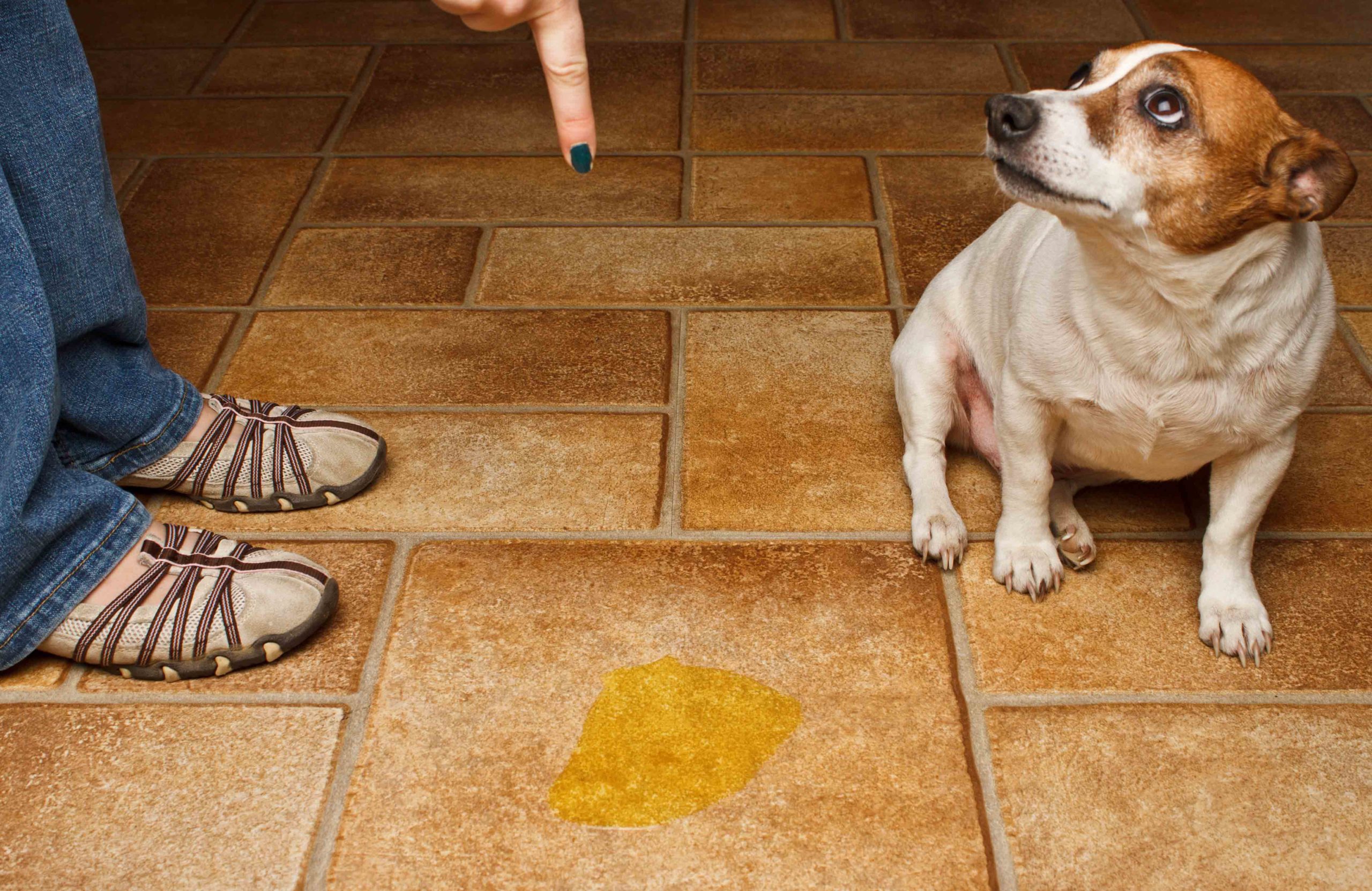 Your dog has accidents in the house