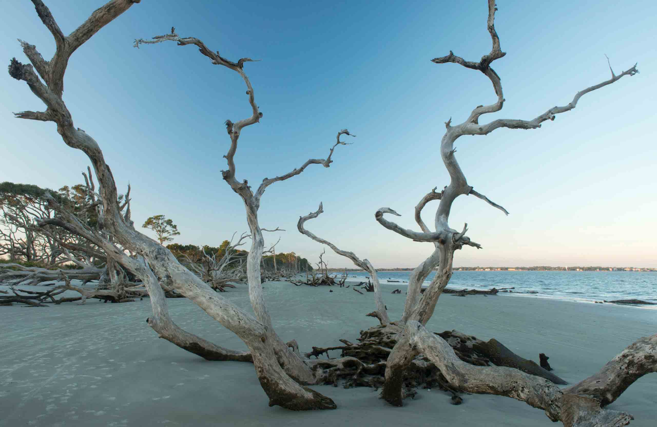 Driftwood Beach