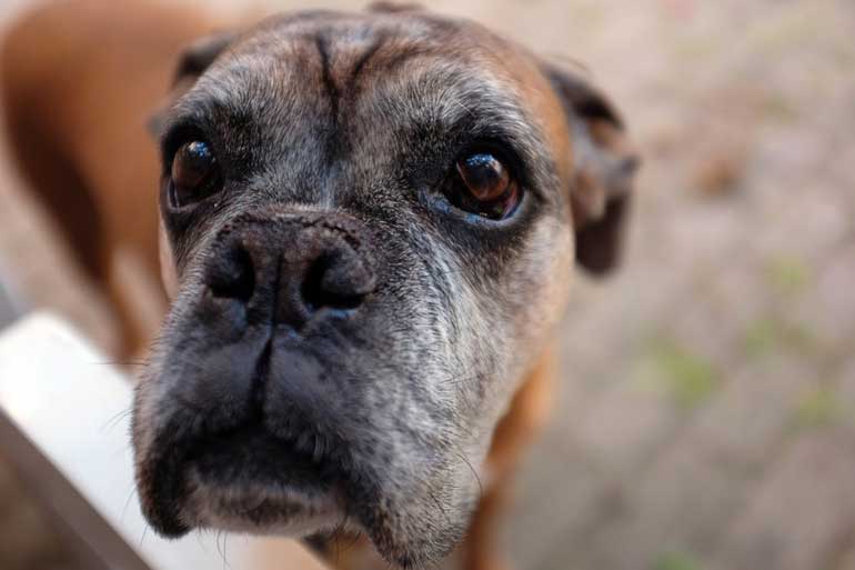 Your dog doesn’t seem to be able to focus anymore