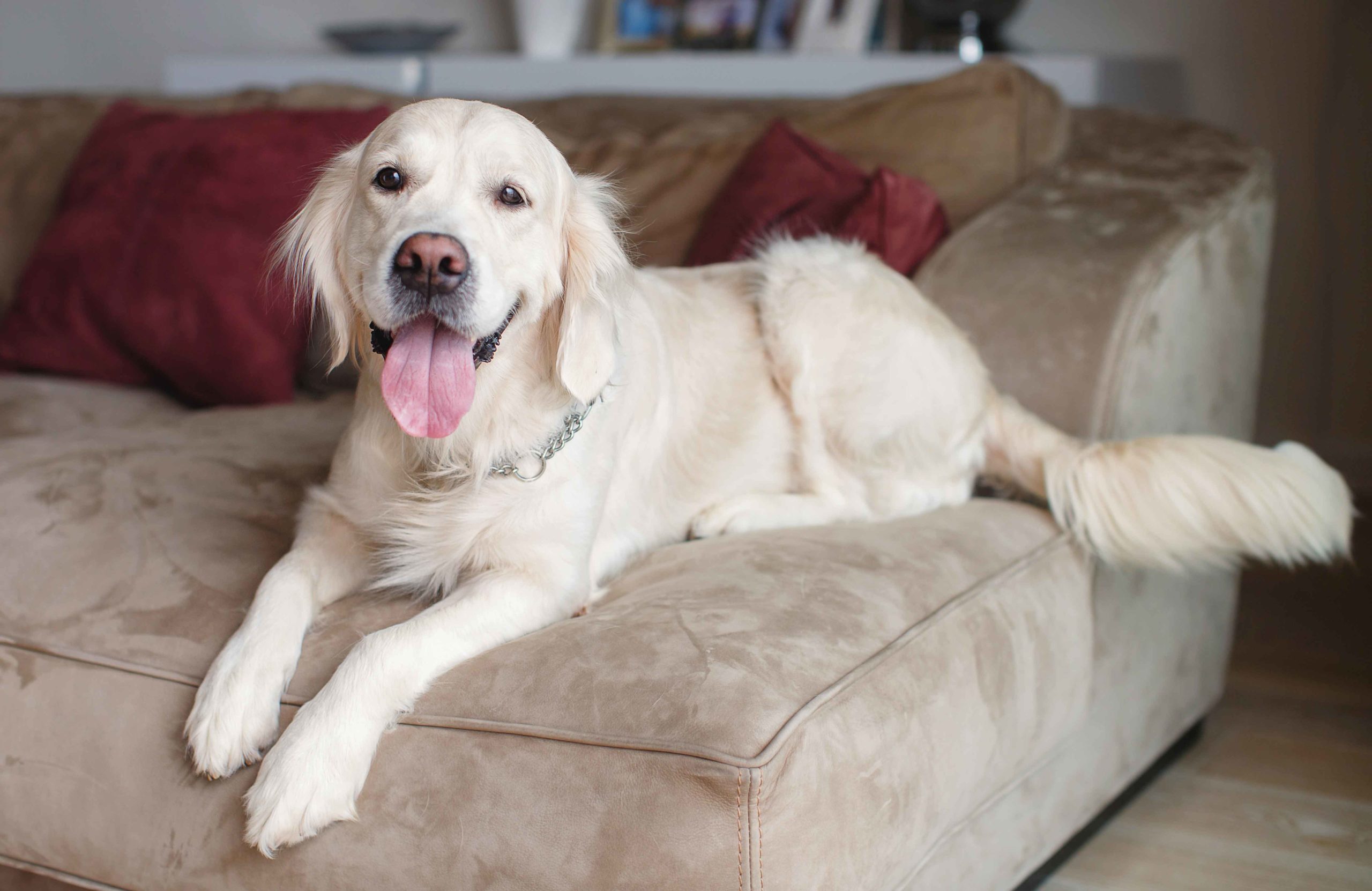 Remove pet hair from furniture