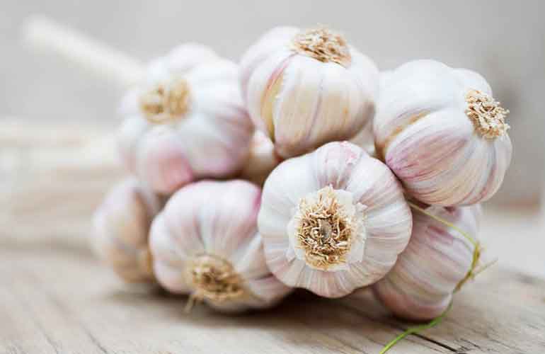 Garlic