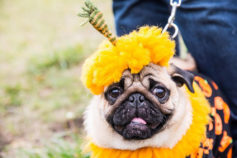 Don’t dress up your dog for Halloween before reading this
