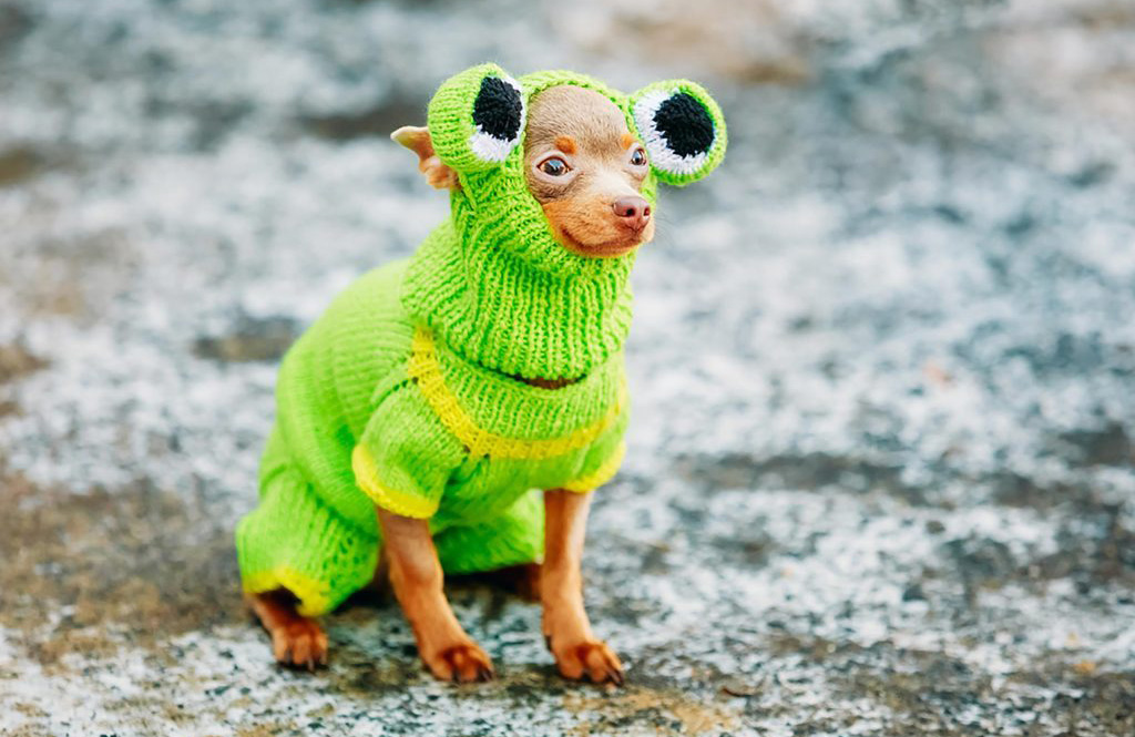 Are certain dogs more chill about dressing up?