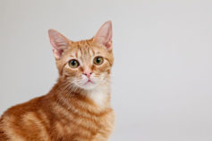 Cat lovers alert—can you pass this cat trivia quiz?