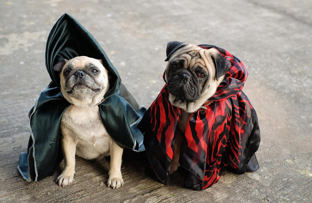 Don’t put these type of costumes on your dog!