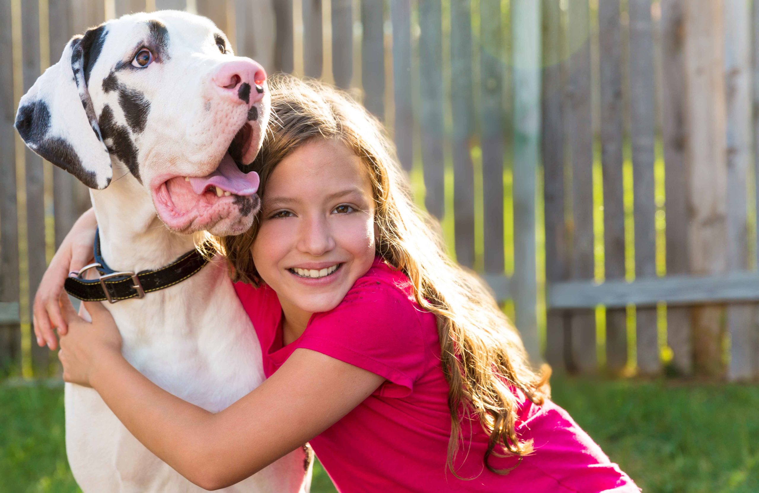 Great Dane