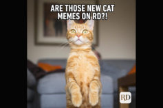 Hilarious cat memes you’ll laugh at every time