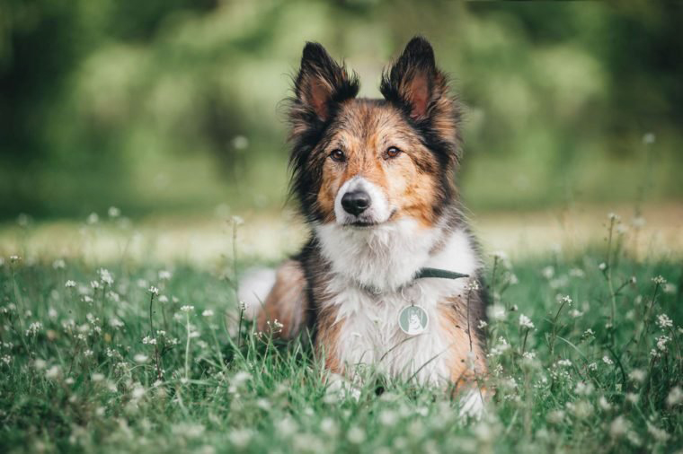 Border collie