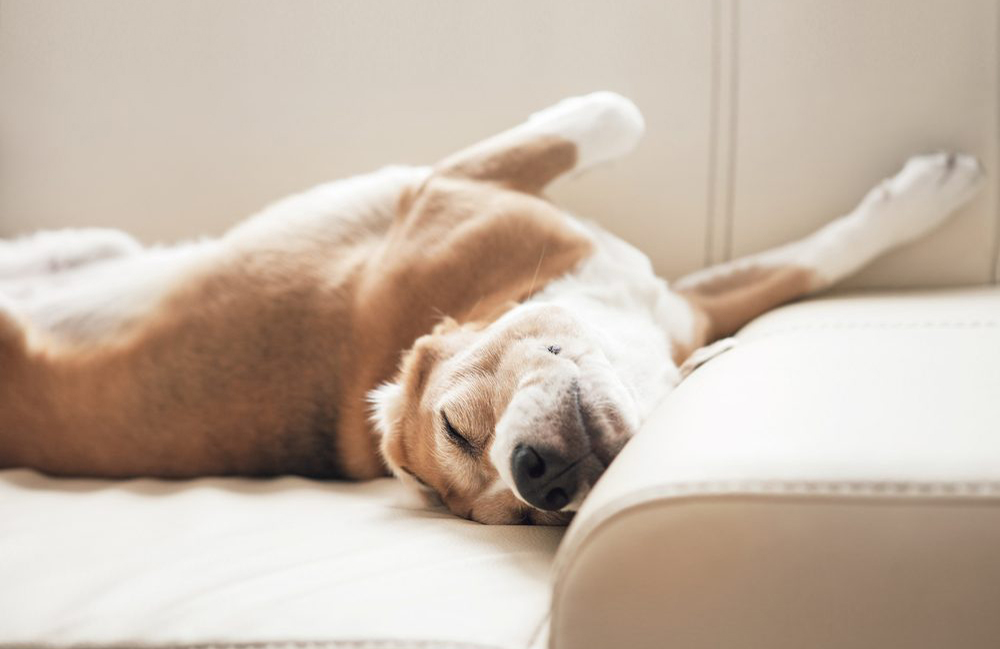 How to get the dog smell out of the sofa