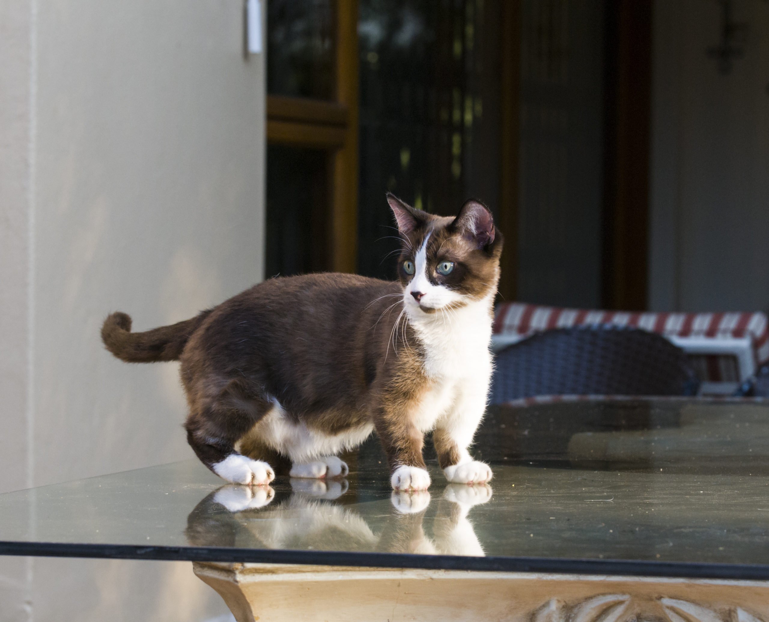 Common reasons why cats experience anxiety