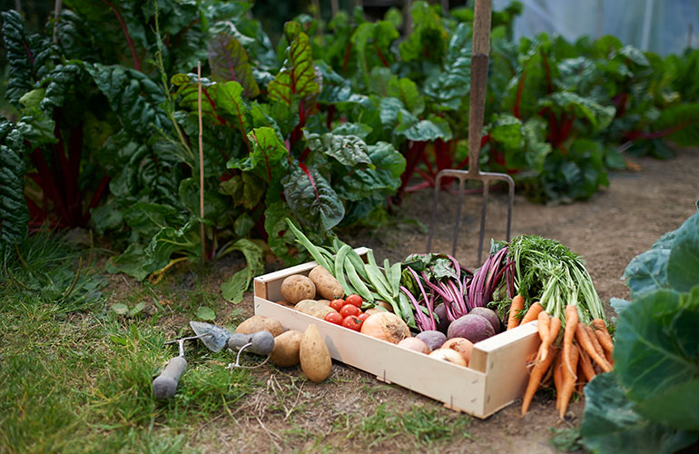 Grow-your-own gardens