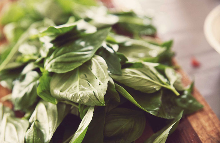Basil