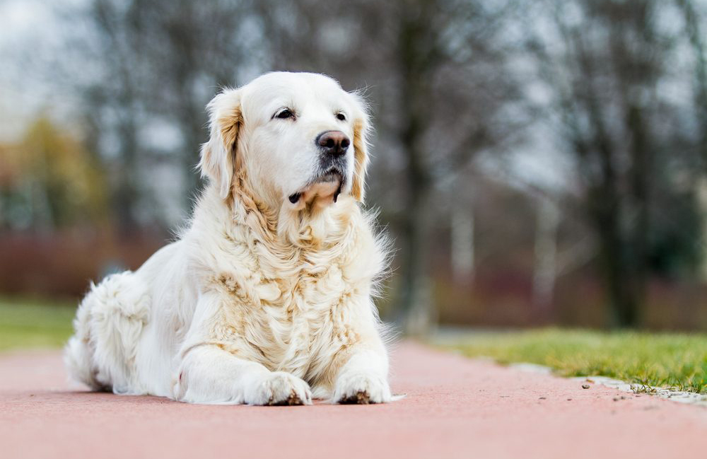 Golden retriever