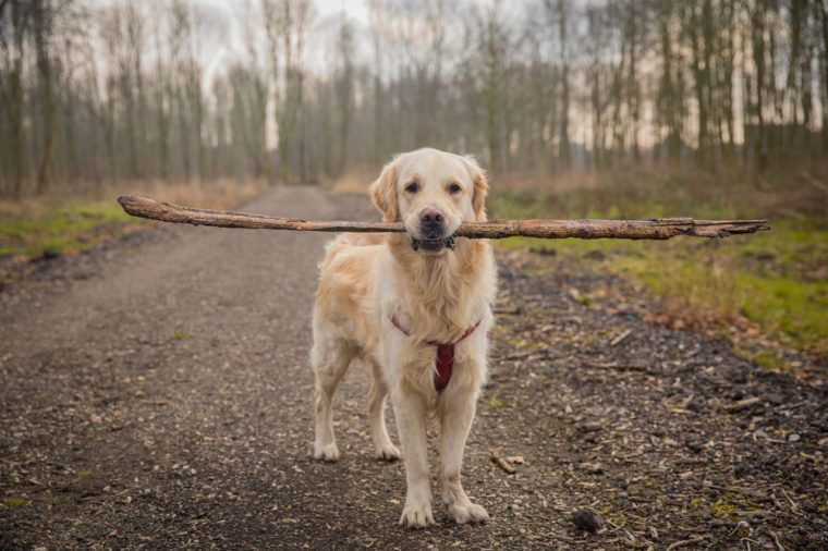 Golden retriever