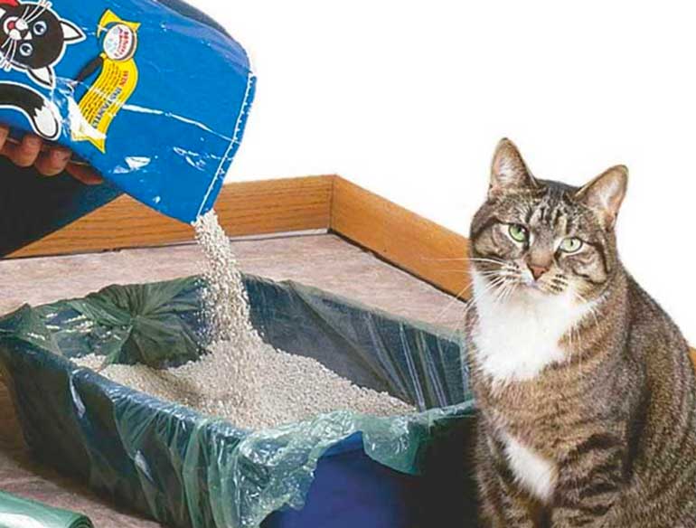 How to relieve your cat’s anxiety