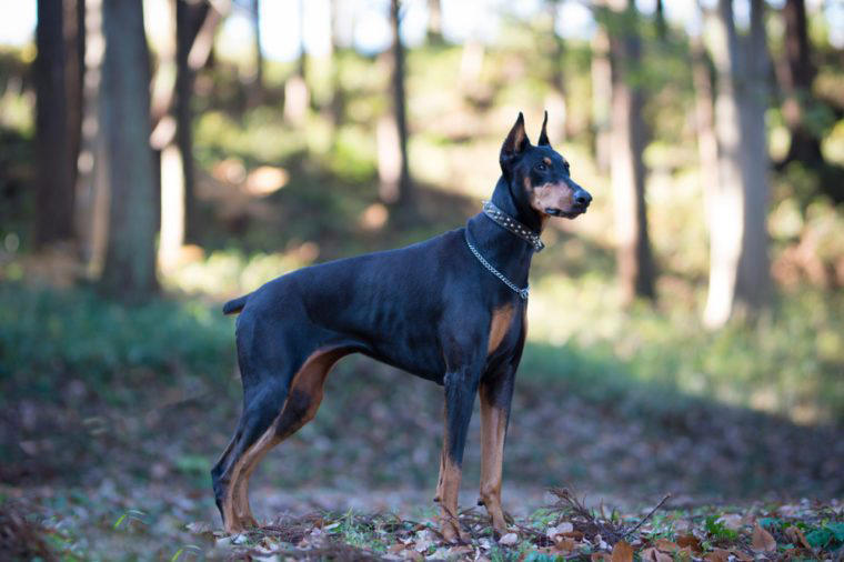 Doberman pinscher