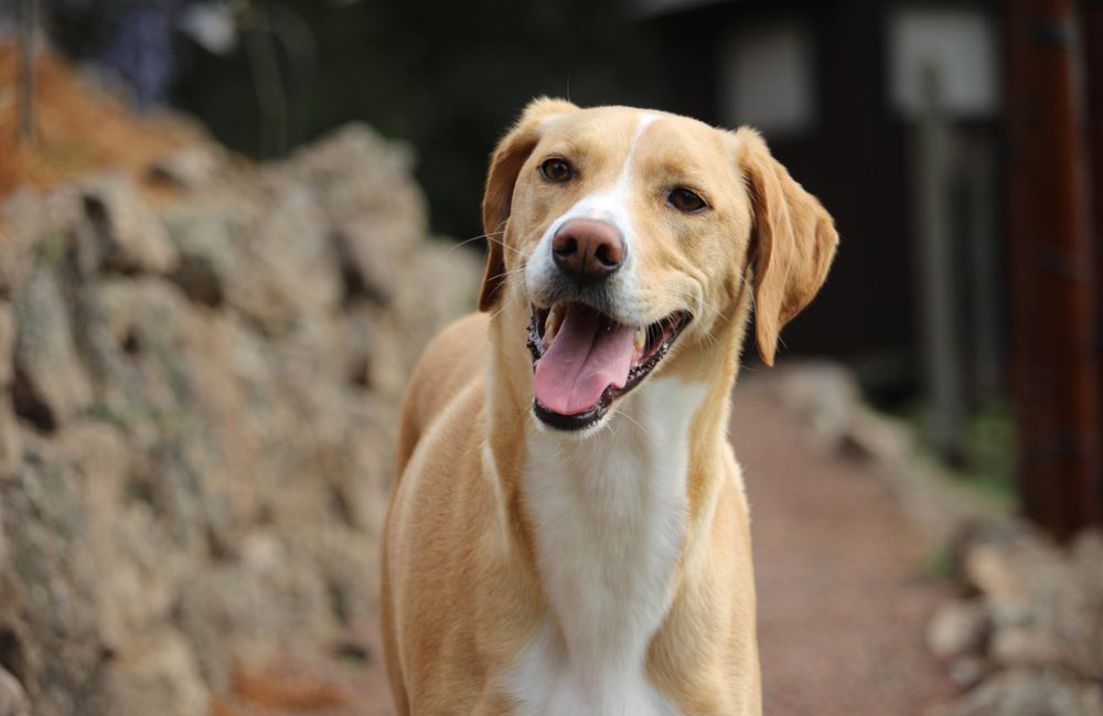Rescue dogs
