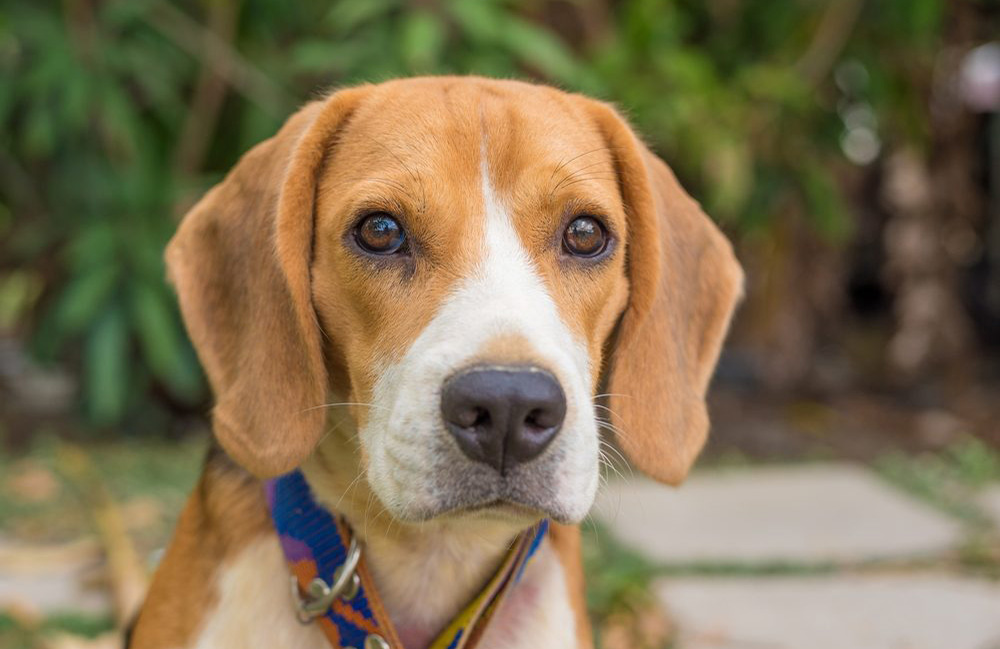 Beagle
