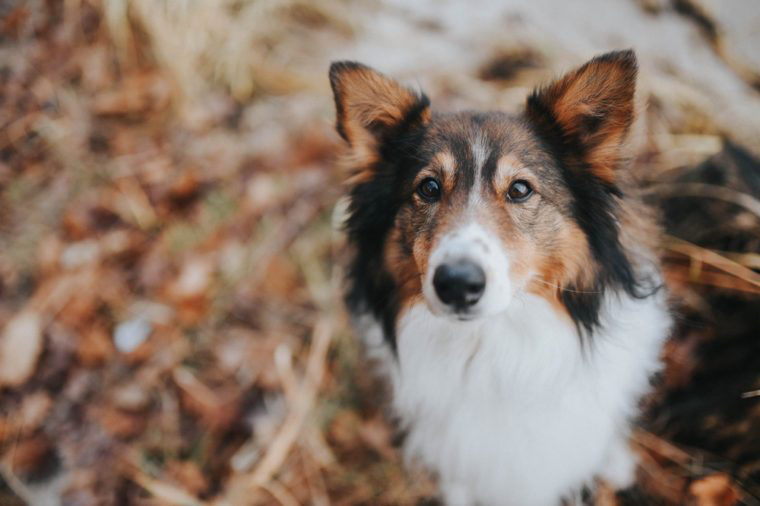 Shetland sheepdog
