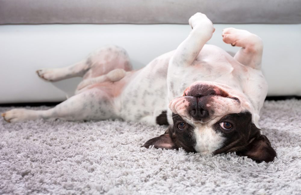 French bulldog