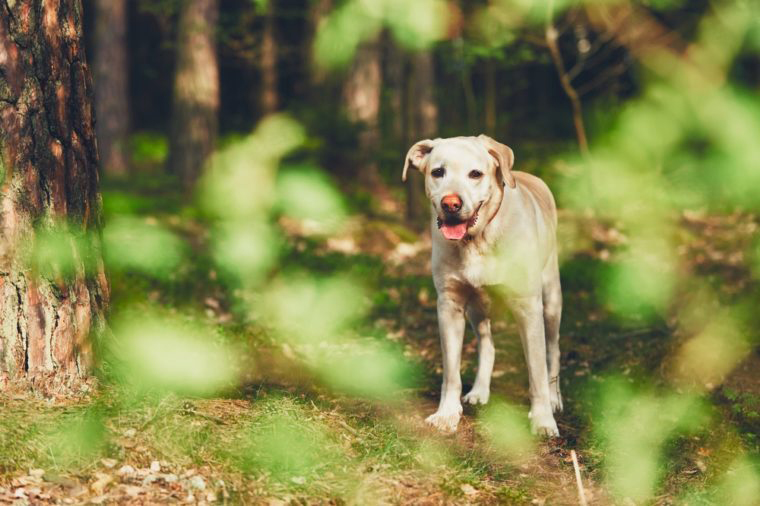 Labrador retriever