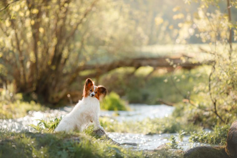 Papillon