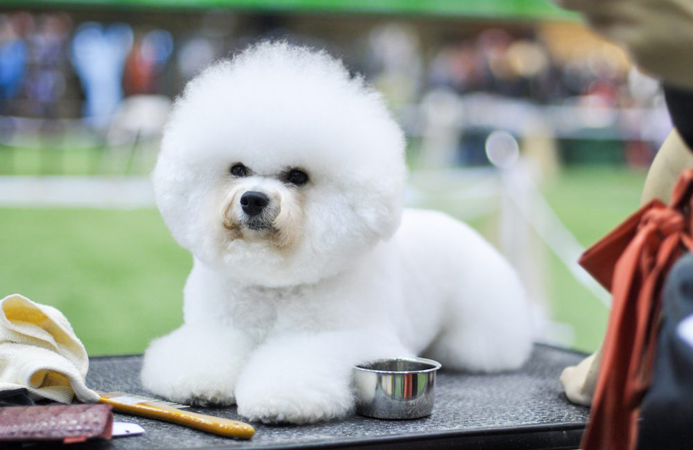 Bichon frise
