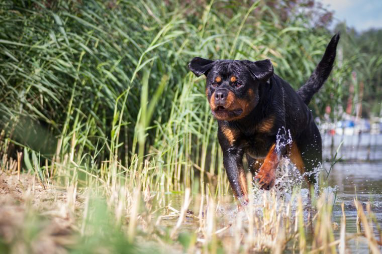 Rottweiler