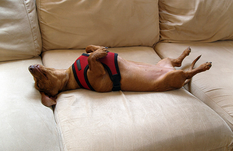 Sleepy puppy