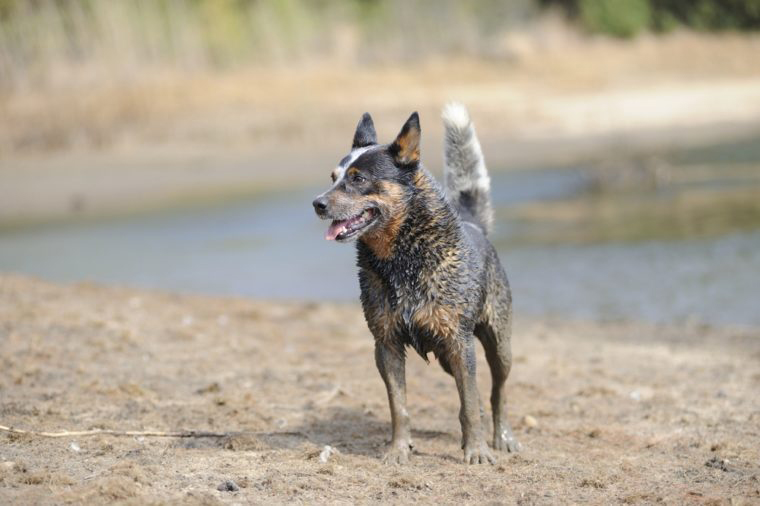 Australian cattle dog