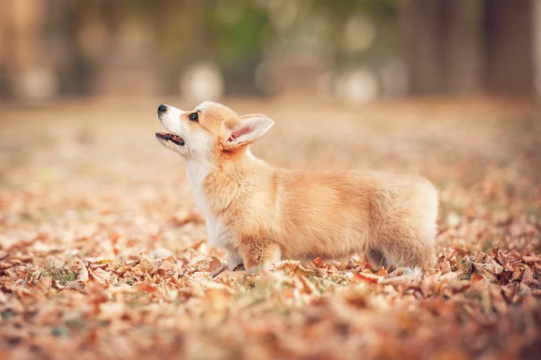 Pembroke Welsh corgi