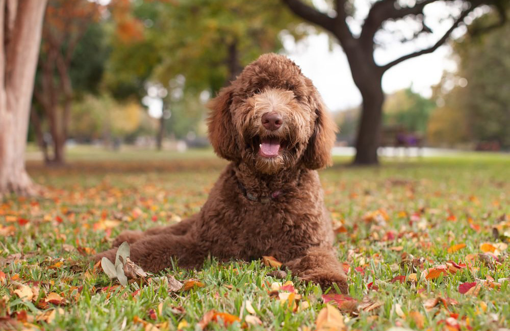 Labradoodle