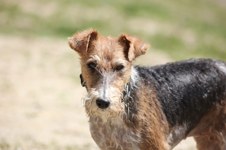 Miniature Schnauzer