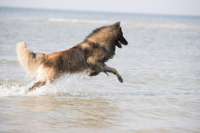 Belgian Tervuren, sheepdog, and malinois