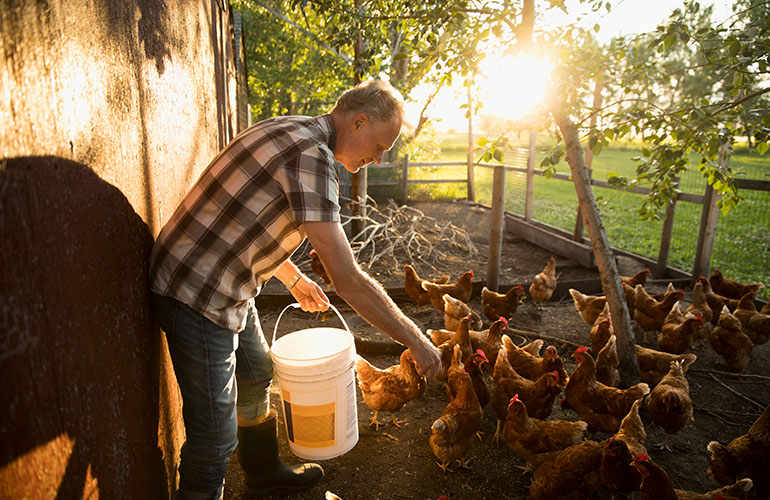You imagine free-range animals frolicking in fields