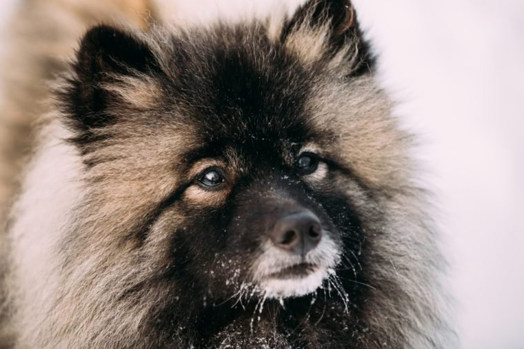 Keeshond