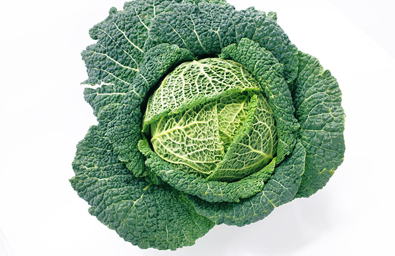 Make friends with cabbage