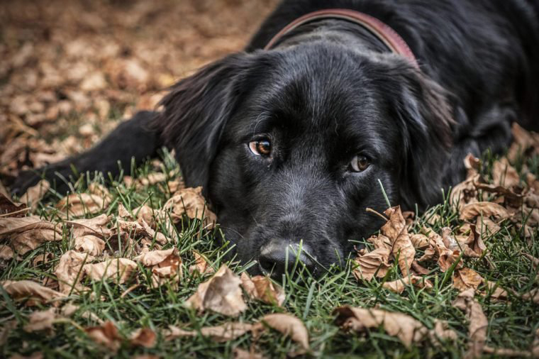 Flat-coated retriever