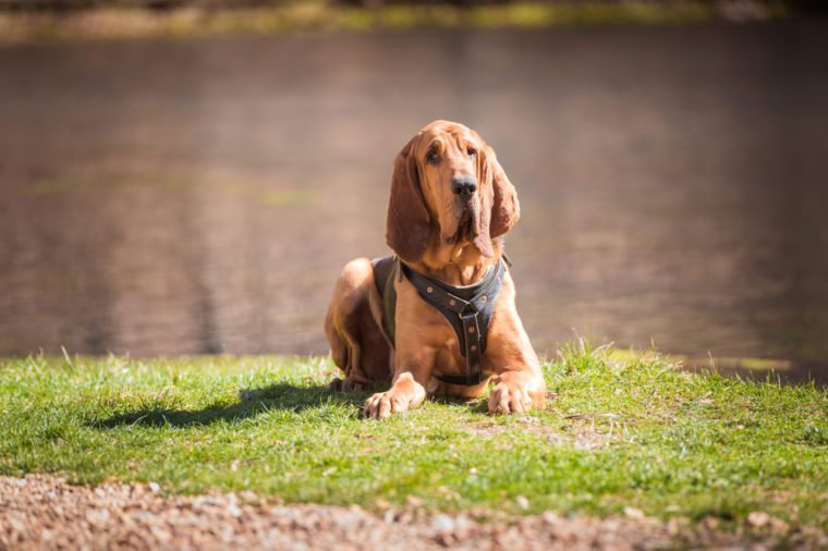 Bloodhound